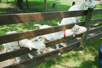 動物園　伊香保