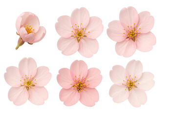 Cherry Blossom PNG Set &ndash; Realistic Sakura Flowers Transparent Background