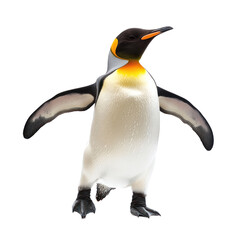 Fototapeta premium Penguin shaking A penguin shakes its body to dry off or remove water from its feathers. full length isolate on transparent background