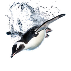 Fototapeta premium Penguin diving A penguin dives headfirst into the water with legs extended. full length isolate on transparent background