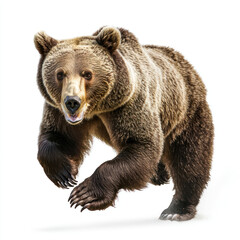 Fototapeta premium Bear running A bear charges forward, its body extended, muscles rippling as it picks up speed. full length isolate on transparent background