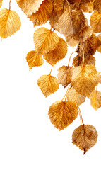 Fototapeta premium Elegant dried leaves corner border decoration