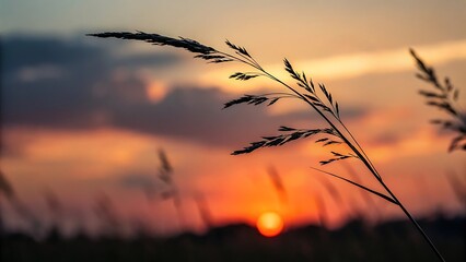 sunset in the grass