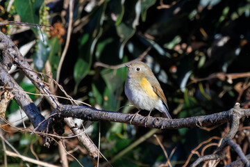 羽ばたいて飛び出す幸せの青い鳥、可愛いルリビタキ（ヒタキ科）
英名学名：Red flanked Bluetail (Tarsiger cyanurus)
埼玉県北本市、北本自然観察公園    2024
