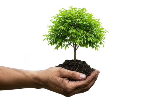 A healthy green tree with lush foliage is carefully held in dirty hands with soil isolated on transparent background