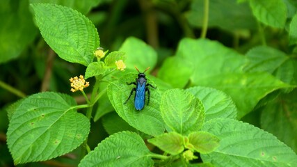 A blue damselfly with a slender body and translucent black wings rests on a vibrant green leaf surrounded by small yellow flowers.