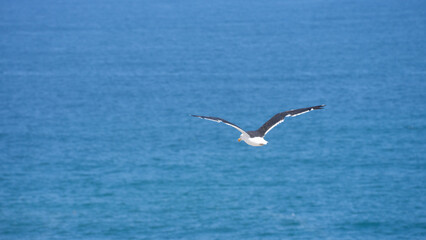 gaviota volando libremente con las alas abiertas sobre el oceano