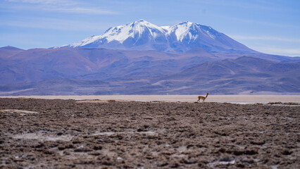 Alpaca o Guanaco Chileno en el desierto de Atacama en medio de la nada con picos nevados y el...