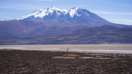 Alpaca o Guanaco Chileno en el desierto de Atacama en medio de la nada con picos nevados y el...