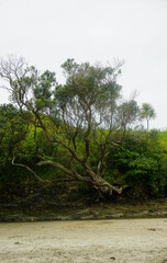 Beautiful view at Waipu beach in Whangarei, New Zealand on cloudy day.	