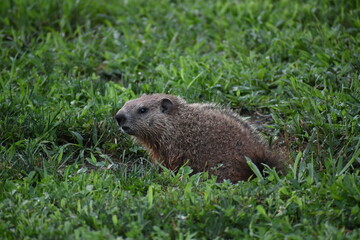 Naklejka premium Wildlife at Fort Indiantown Gap