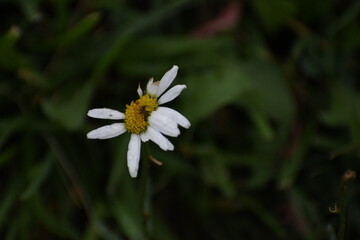 Wildlife at Fort Indiantown Gap