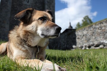 A dog rests on the grass gazing right with a stone wall behind it