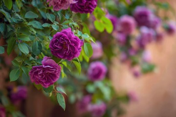 Fototapeta premium A rose tree with purple blooms and green foliage in front of a blurred wall
