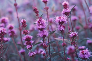 Fototapeta premium blossoms in shades of pink and purple in a summer field
