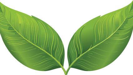 green leaf isolated on white transparent background, broadleaf cut out png.leaf, clip, lush, single, transparent, vibrant, cut-out, foliage, palm, broad, herb, isolated, rubber, tropical, white, 