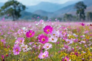 Fototapeta premium Cosmos flower field Thailand