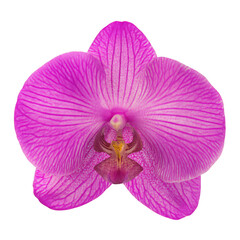 Close up of a vibrant pink orchid flower isolated on transparent background