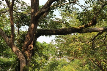 A tree with a large trunk and thick branches and leaves.