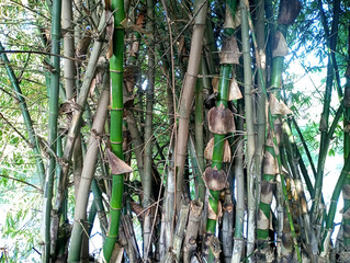 photo of a group of bamboo stalks