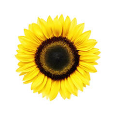 Fototapeta premium Close up of a vibrant yellow sunflower with a dark center isolated on transparent background