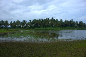 Standing water covers grassy land and partially submerged plants beneath a cloudy sky and distant tree line.