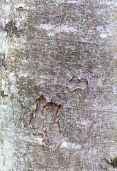 tree bark structure, shapes and views for background collage, close-up