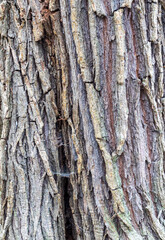 tree bark structure, shapes and views for background collage, close-up