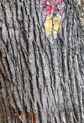 tree bark structure, shapes and views for background collage, close-up