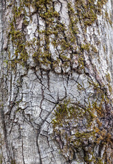 tree bark structure, shapes and views for background collage, close-up