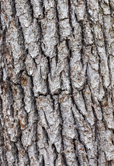tree bark structure, shapes and views for background collage, close-up