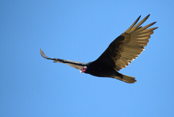 Sights from the Yolo Bypass