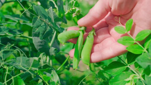 Hand checking pea pods in a vegetable garden, close-up on a sunny day