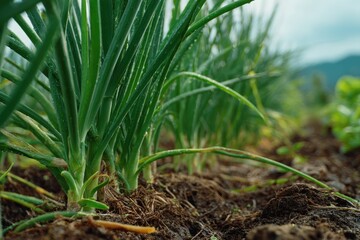Field grown Chinese chives
