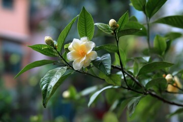 Fototapeta premium Gardenia jasminoides fruit for dyeing in Korea