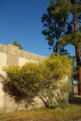 Blooming with bright yellow flowers Senna Artemisioides also known as Feathery Cassia or Silver...
