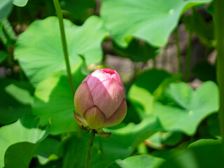 夏の午後に佇む古代ハスのつぼみ