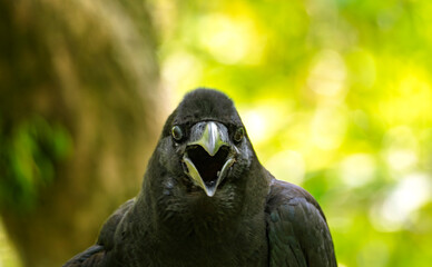 叫ぶカラス｜森の中で何かを伝えている
