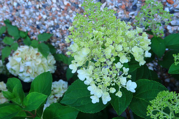 Colourful Hydrangea plant in a garden scene