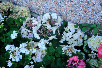 A garden scene with the Lacecap Hydrangea