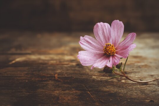 Image of a flower against a textured backdrop
