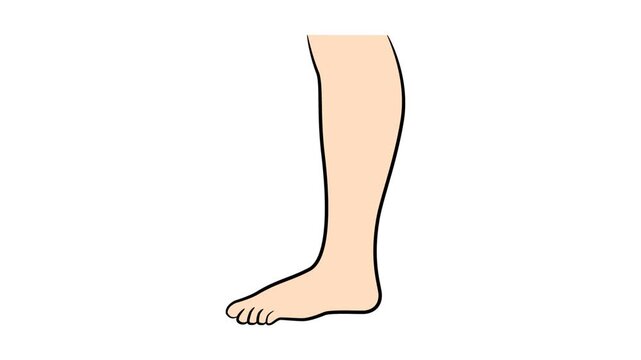 Comparison of calves before and after leg training. D2 Animation Calf transformation, slim calves workout. slim legs workout. 2d Render