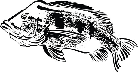 vector sketch of the Asian fish