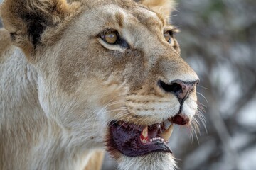 Obraz premium Lioness with blood on her lips post meal