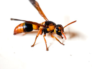 Isolated wasp, potter wasp genus Abispa