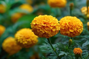 Marigold flowers are yellow against a green garden backdrop