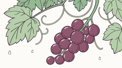 Illustration of a bunch of grapes hanging from a vine with leaves and small water droplets around it