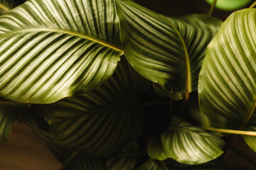 Close-up of green Calathea leaves with striped pattern, tropical houseplant in soft lighting