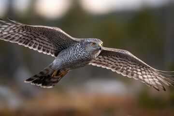 Fototapeta premium Northern goshawk soaring in the sky hunting in Sweden