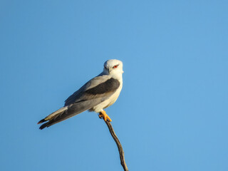 Black-shouldered Kite (Elanus axillaris) in Australia